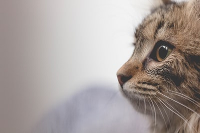 选择聚焦棕色虎斑猫的照片
